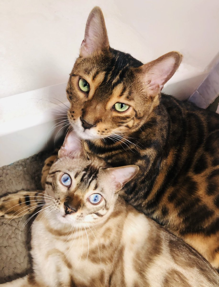kipurr's tweet photo. @PunchingCat 🩵Nobu 💚Winston https://t.co/ztY5yDOdgb