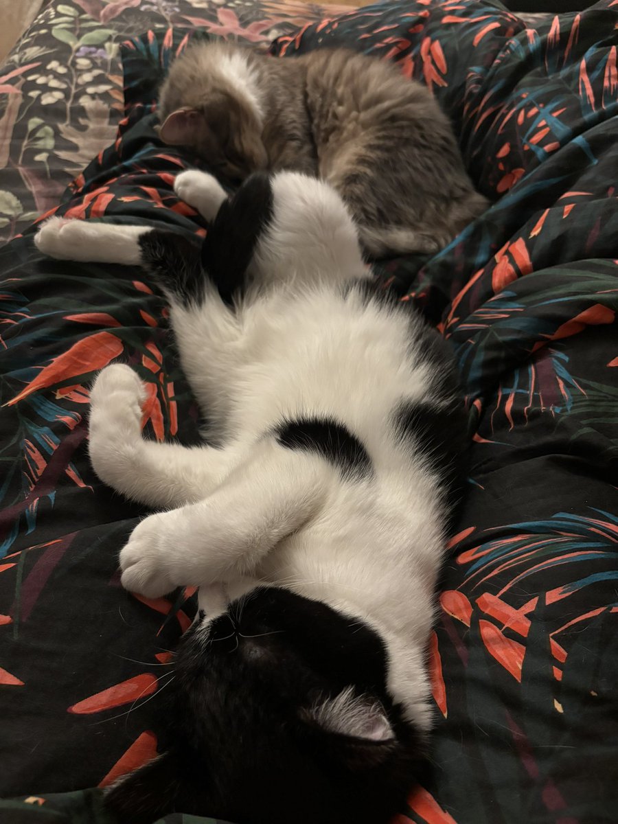faerikcal's tweet photo. my lil cats snuggling in between my legs https://t.co/bzTmOGkGE1