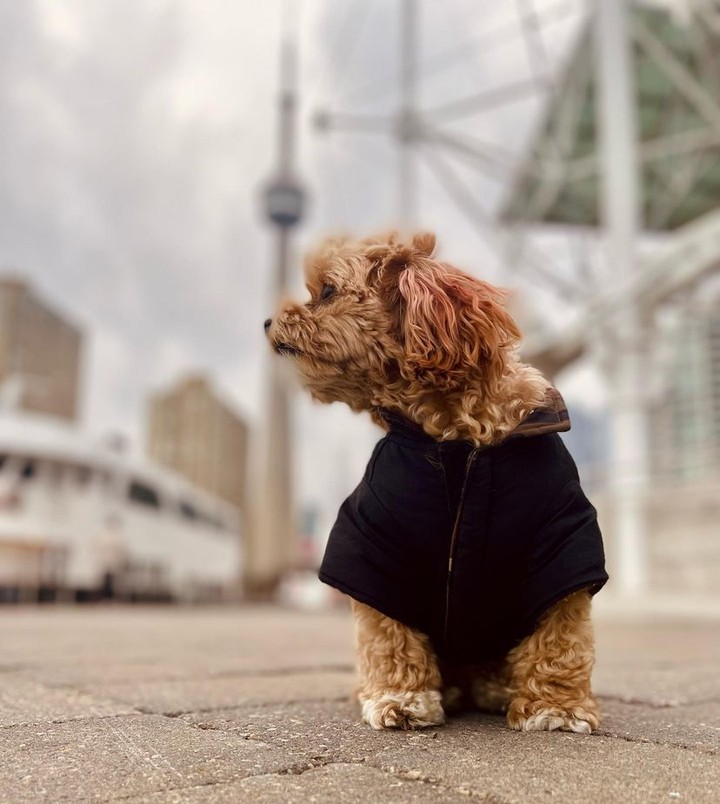 WaterfrontBIA's tweet image. All bundled up for a fall stroll #atthewaterfront 🐶

📸 maltipoo_pluto on IG