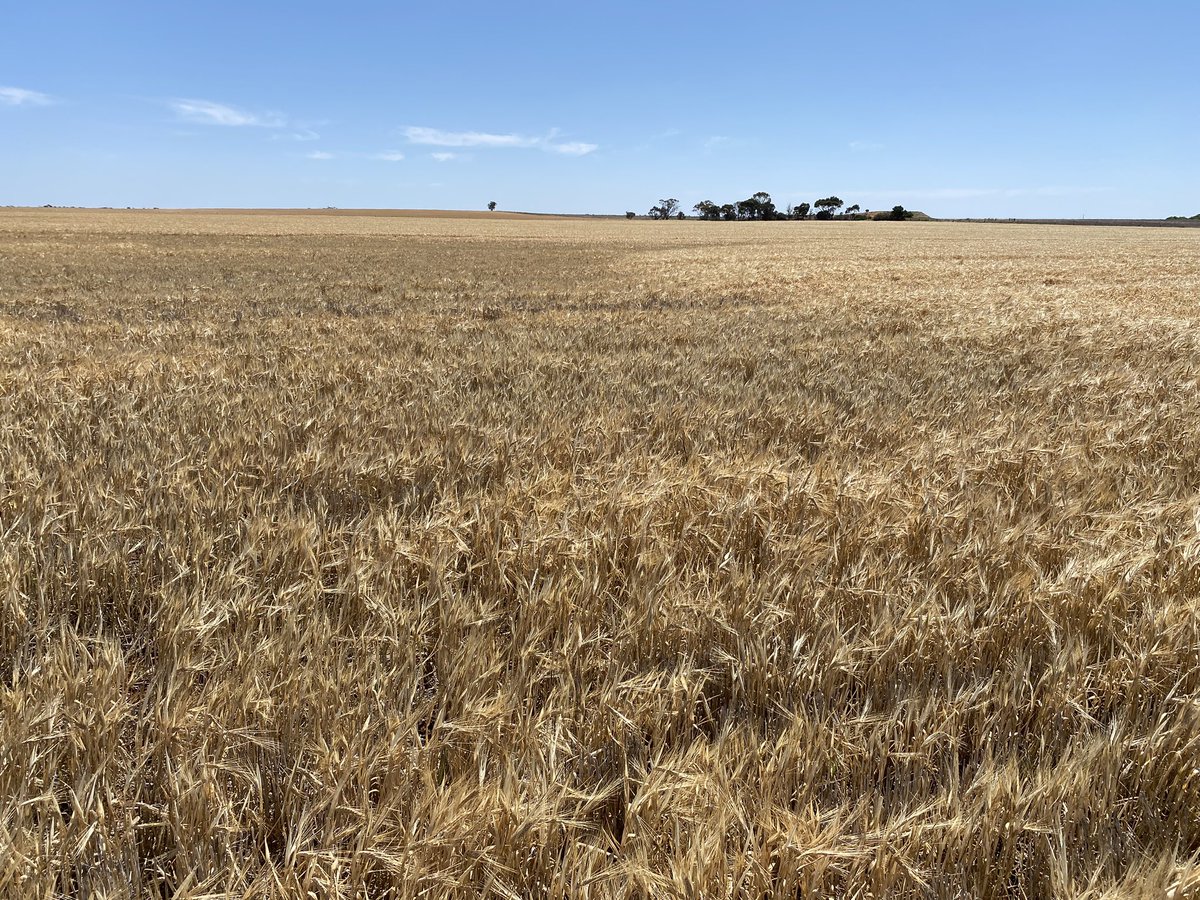 Bec Marshall tweet media