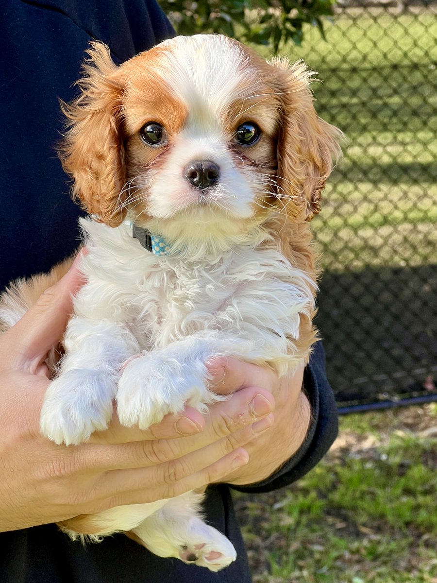 PawBehaviour's tweet photo. Read this comment and sign the petition. Paw Behaviour has trained so many of my Kingston neighbours dogs, including my own. Why would we block that continuing? https://t.co/gVyrxg7uEo via @ChangeAUS https://t.co/wmlvGm7PE3