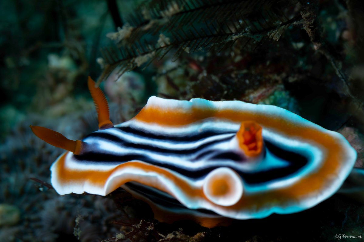 Magnificent chromodoris, Puerto Galera, Philippines