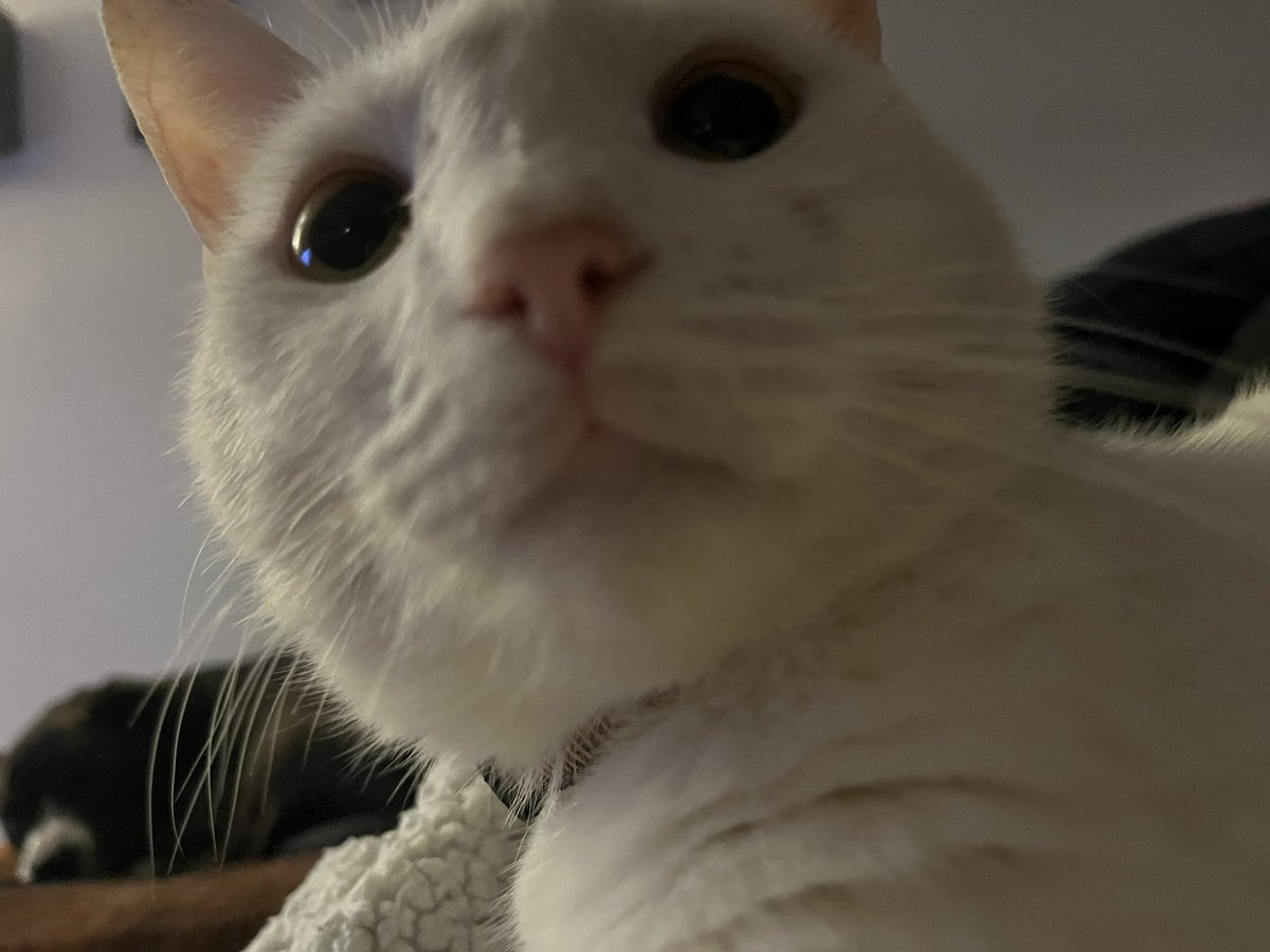 Paul Blart tweet media