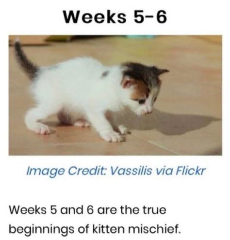 Cat Posted tweet media