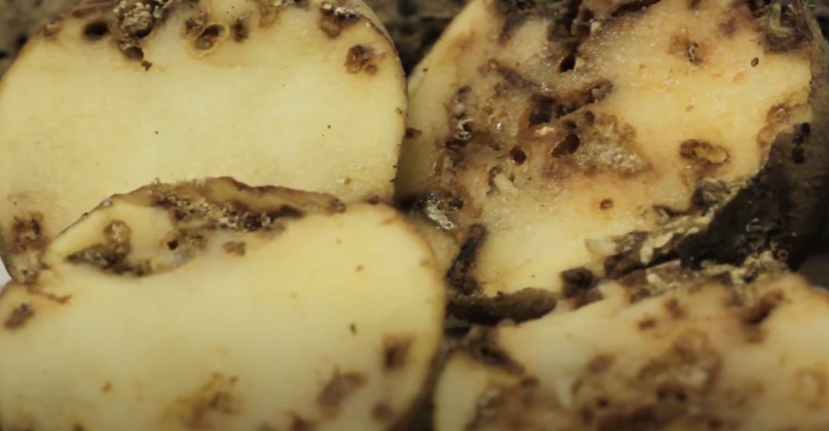 ¡Protege tu cultivo de papa con eficacia garantizada! BACULOVIRUS CORPOICA® ofrece más del 80 % de efectividad contra la polilla guatemalteca, reduciendo las pérdidas durante el almacenamiento. Mira el video y cuéntanos, ¿qué métodos usas tú para cuidar tu cosecha?