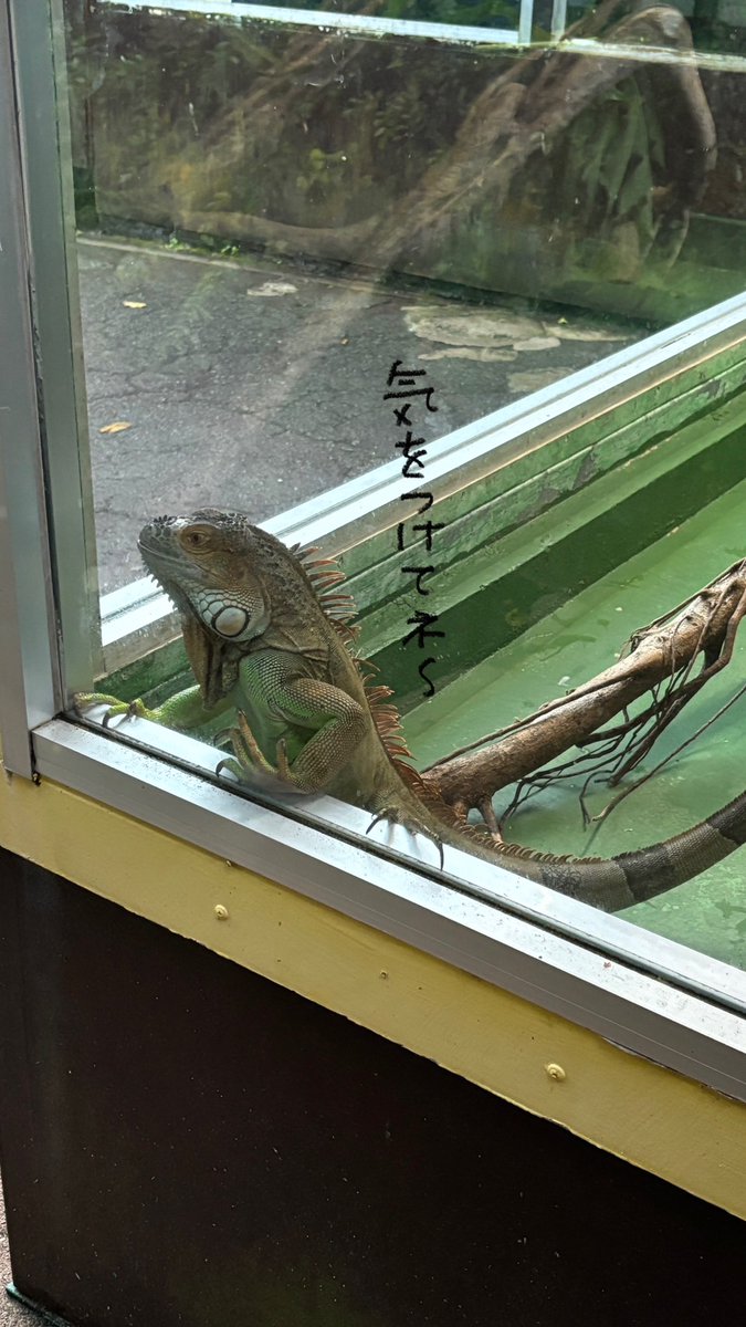 HabuPark's tweet photo. 実は、ココだけの話、、、
閉館前イグアナたちは皆さんを見送ってます。
気をつけてね～また会いに来てね～
#おきなわワールド　＃ハブ博物公園　#グリーンイグアナ　＃見守り隊 https://t.co/YG7WBoULzz