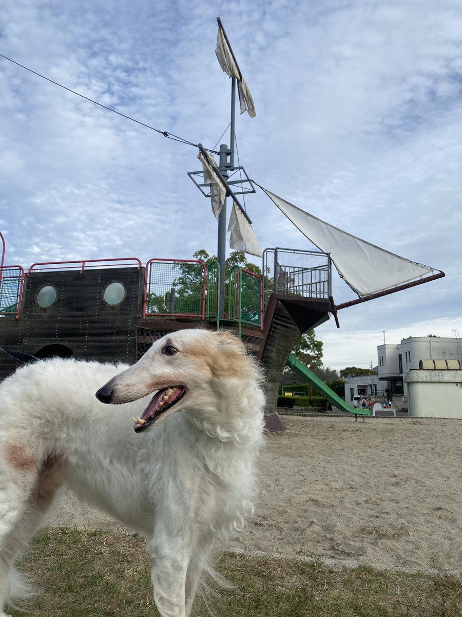 がんぼるぞい®︎ 💪🐶✨borzoi ボルゾイ tweet media