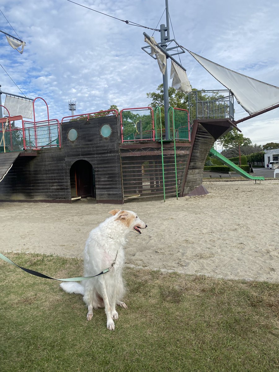 がんぼるぞい®︎ 💪🐶✨borzoi ボルゾイ tweet media