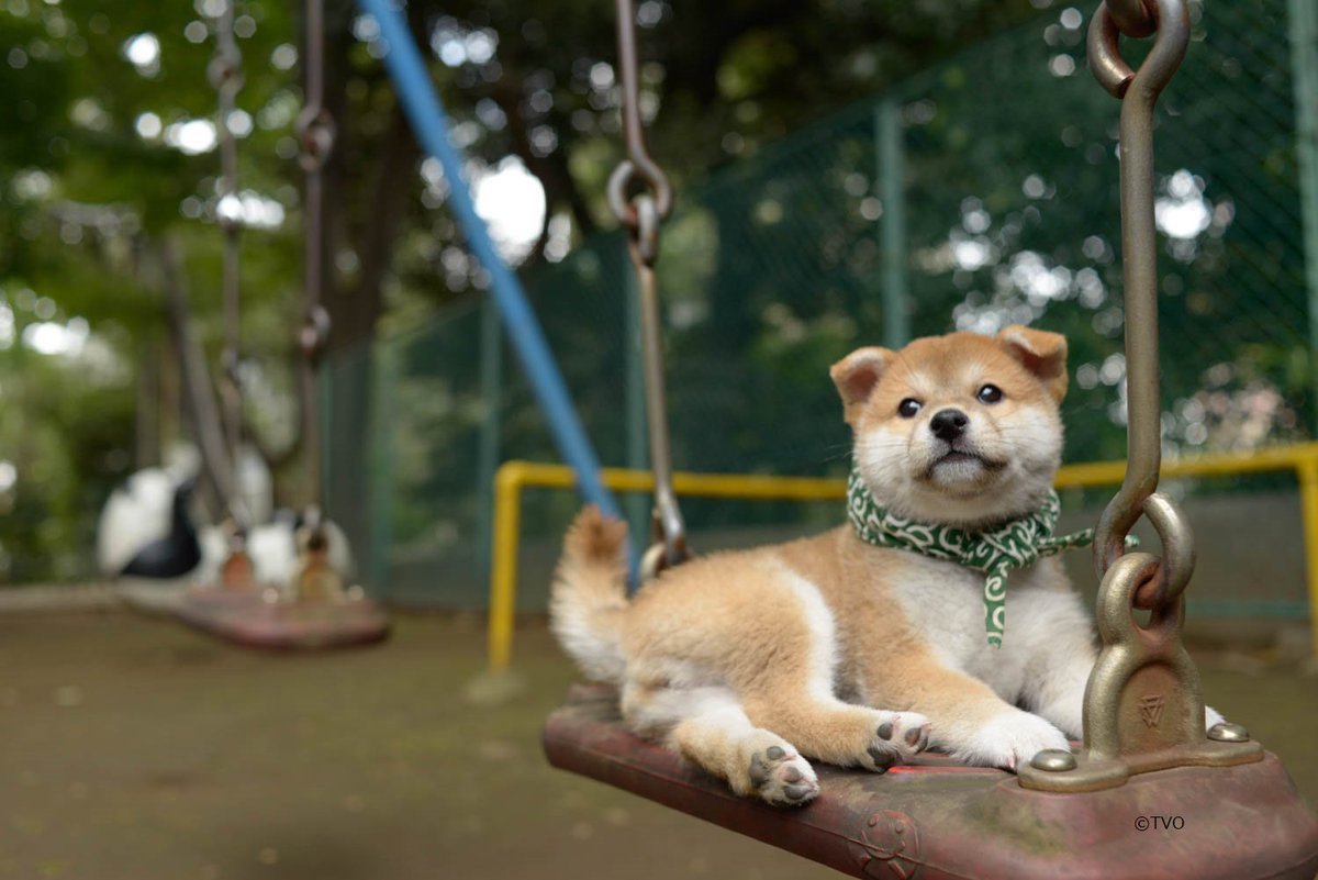 豆助-Mamesuke- 公式on X