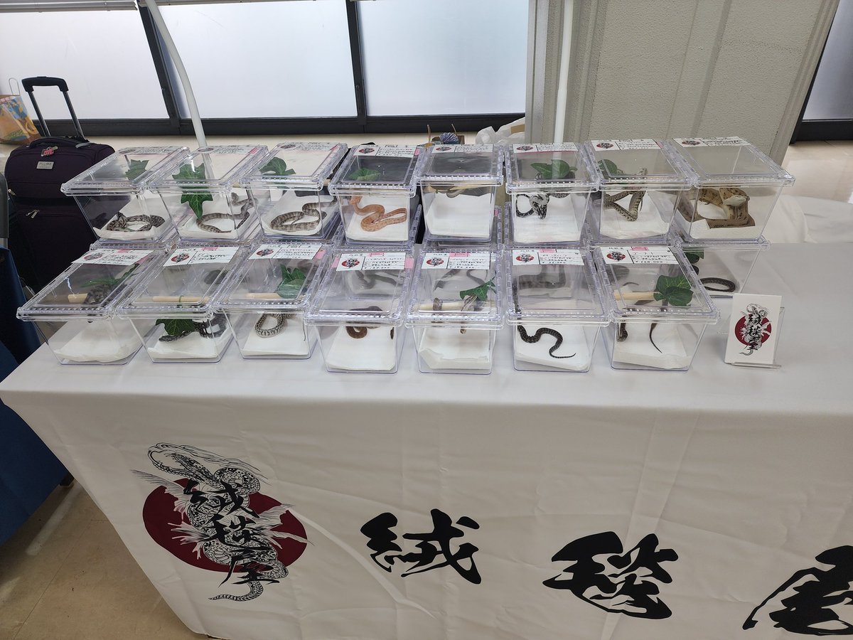 設営出来ました🥰
もうすぐ始まるよーん❣️
1Fの71番【絨毯屋★YURIGINAL★】
お待ちしております🙇‍♀️

#burikura
#カーペットパイソン