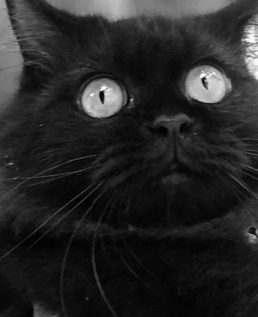 Cheo.eth tweet media