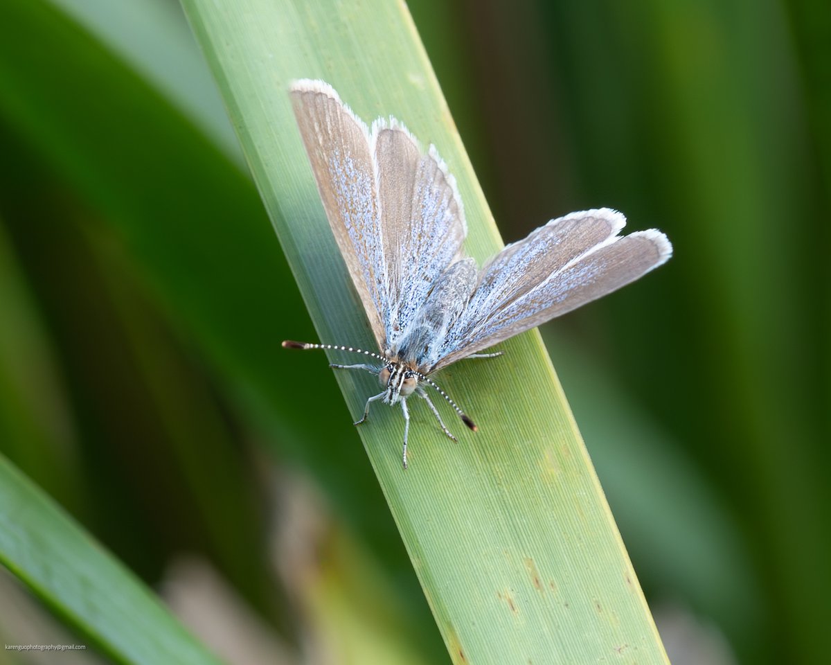 KarenguoPhoto's tweet photo. moth https://t.co/eMYfcY6Z5Y