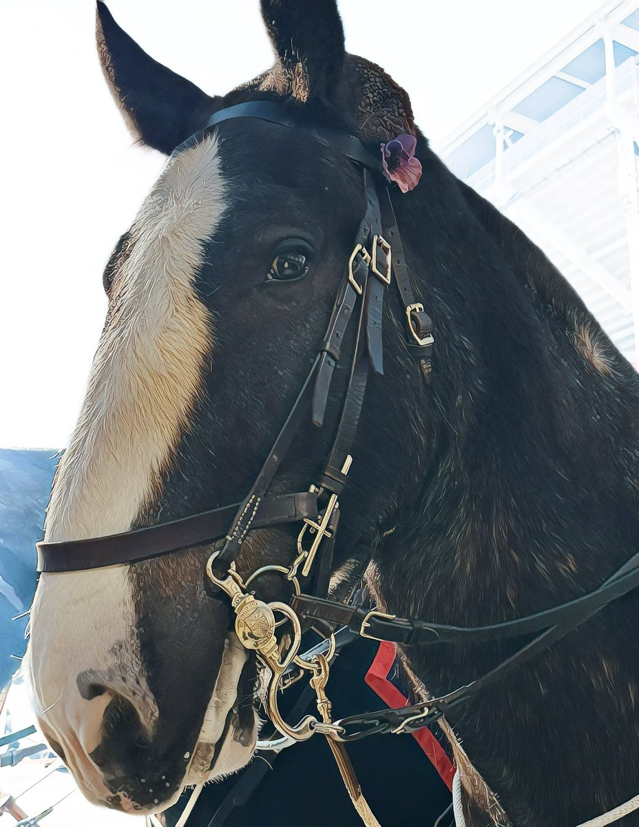 TPSMounted's tweet photo. #PHNormandy wearing the #purplepoppy.  The animals of war played an integral part in securing the freedom we enjoy today. #warhorse  #WeRememberThem #W1 #RemembranceDay https://t.co/ZvU2qDBD5R