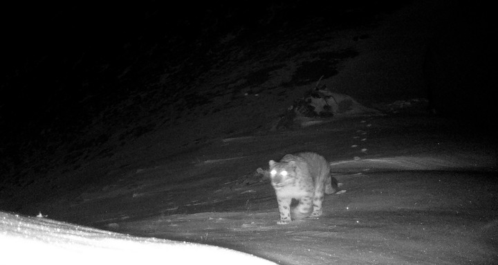XHNews's tweet photo. Infrared cameras have captured images of snow leopards in two different locations in southwest China's Yunnan Province for the first time, confirming the presence of this endangered species in the province https://t.co/b9vfEiaXJB https://t.co/D6pVHYZrK1