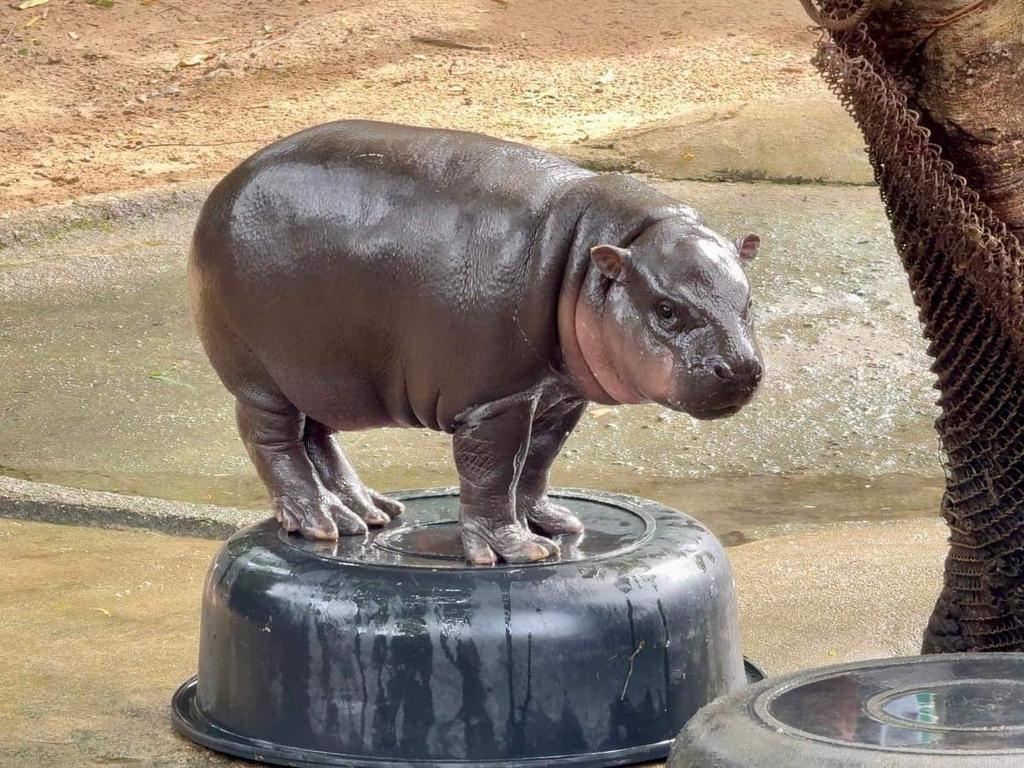 Viral Animal Phenomenon Like Moo Deng Is A Rare Event Once In 100 Years. Moo Deng Is Not Only Cute, People Really Love His Personality. 

Whether It's Sentient Meme / Dead Animal Meme / Animation Meme Will Not Touch The Emotional Side Of Humans More Than Real Living Animals