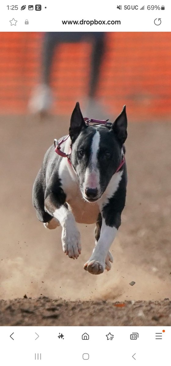 Super cool pic of Ruby participating in a Fast Cat event organized by a Bull Terrier group here in southern CA. She was chasing down a lure. 😀❤️🐾