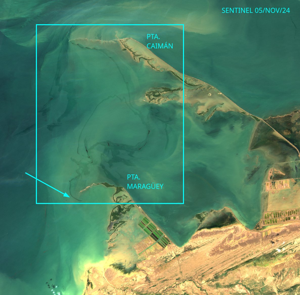 diodon histrix tweet media