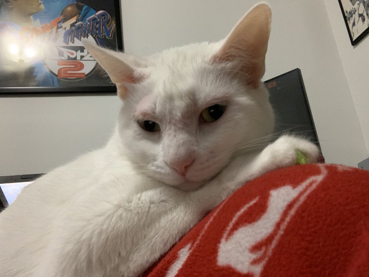 Osu16Bit's tweet image. Love her 💕🥰😺