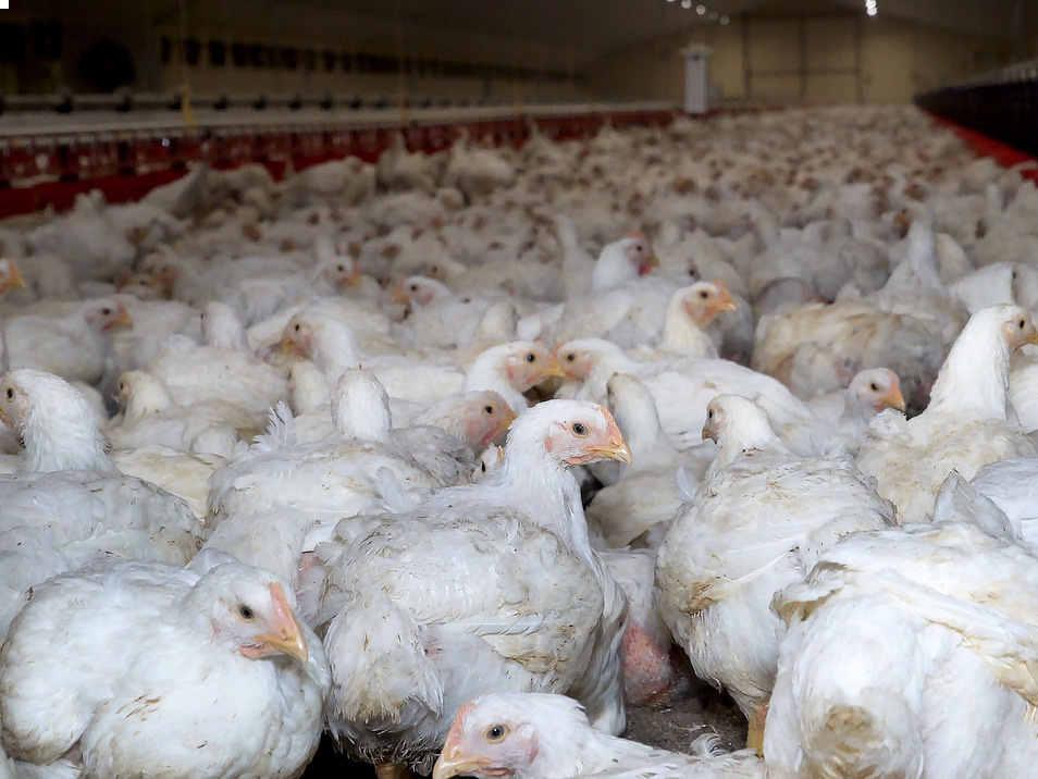 Webfarm Ug tweet media