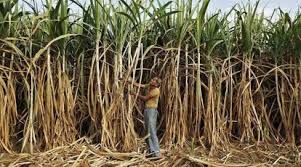 Why NFCSF is seeking the Government’s urgent intervention?

- Current production cost of sugar is Rs. 41.66 per kg.

- MSP of sugar (since SS 2018-19): Rs. 31 per kg.

- Since 2018-19, sugarcane price increased 5 times.

- But no increase in sugar MSP since SS 2018-19.

-