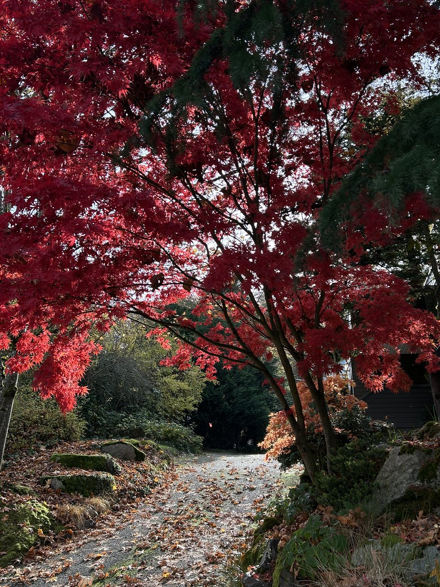 melikegunaydin tweet media