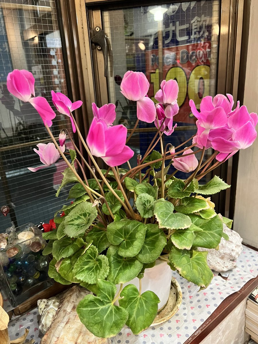 daini_kurinoyu's tweet image. #3年目 の #例のシクラメン 
まだまだ〜 #咲いてます🍀*゜ 

素晴らしい👏✨✨

 #大田区  #鵜の木  #銭湯  #第二栗の湯  #シクラメン  #にゃー 🐱♨️𓈒𓂂𓏸