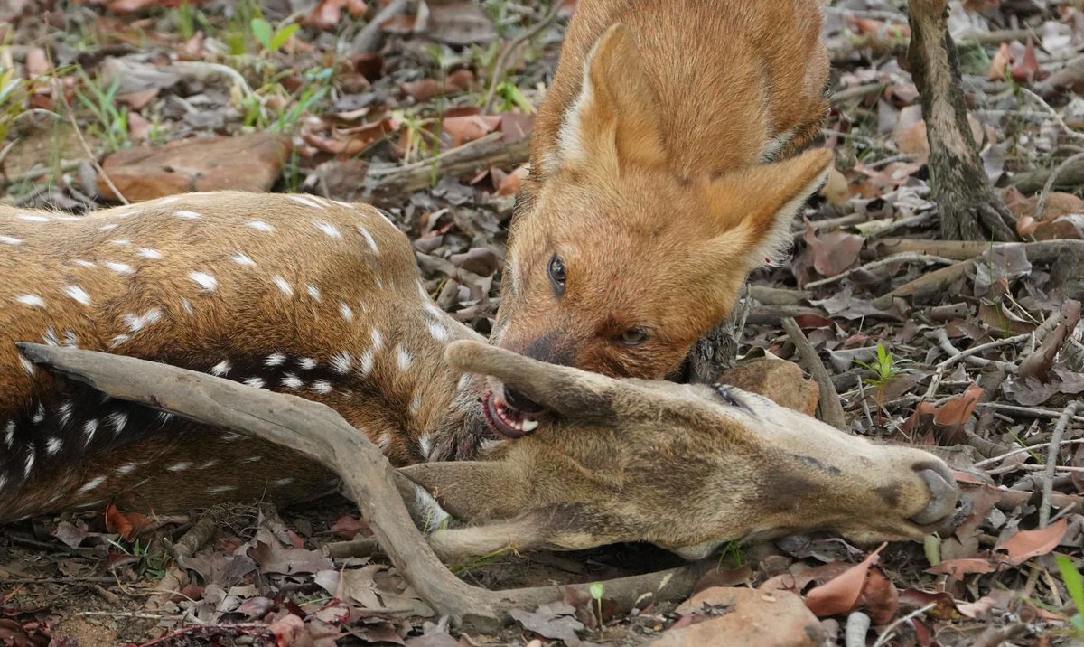 SantoshKumarBRS's tweet photo. Weekly dose of my #Photography 📷:

Capturing rare sightings like that in Tadoba Tiger Reserve, where the cycle of life is on full display. 

Have a #ReflectiveSunday 😊.

#Wildlife #Photography https://t.co/xw9Yebh1H3