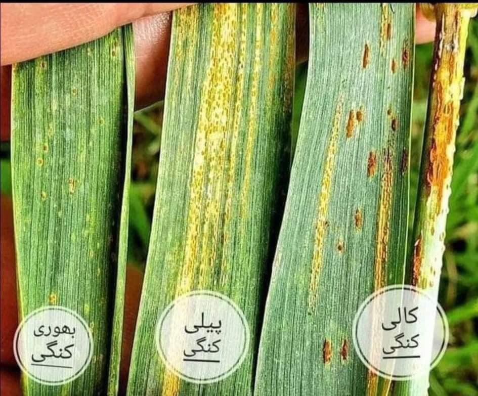 Types of RUST disease in WHEAT crop. 
Brown, yellow and blck
