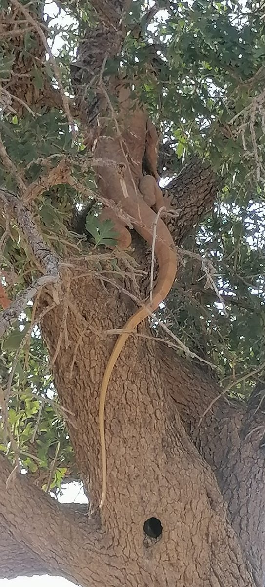 AleGIO33_'s tweet photo. Arboreal behavior in Varanus nesterovi and V. caspius.

Climbing trees to escape or forage is probably quite common in these species

From > https://t.co/Y6xkJK95HI

#Varanusnesterovi #Varanuscaspius #desertmonitor  #Kurdistan #Iran #ZagrosMountains #Psammosaurus #conservation https://t.co/amzDylKKSh