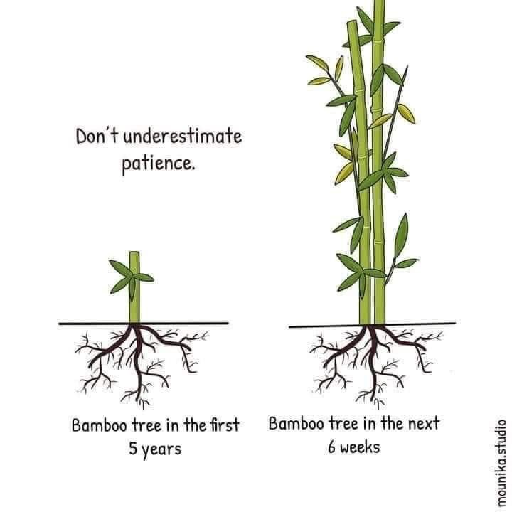 🌱🌱