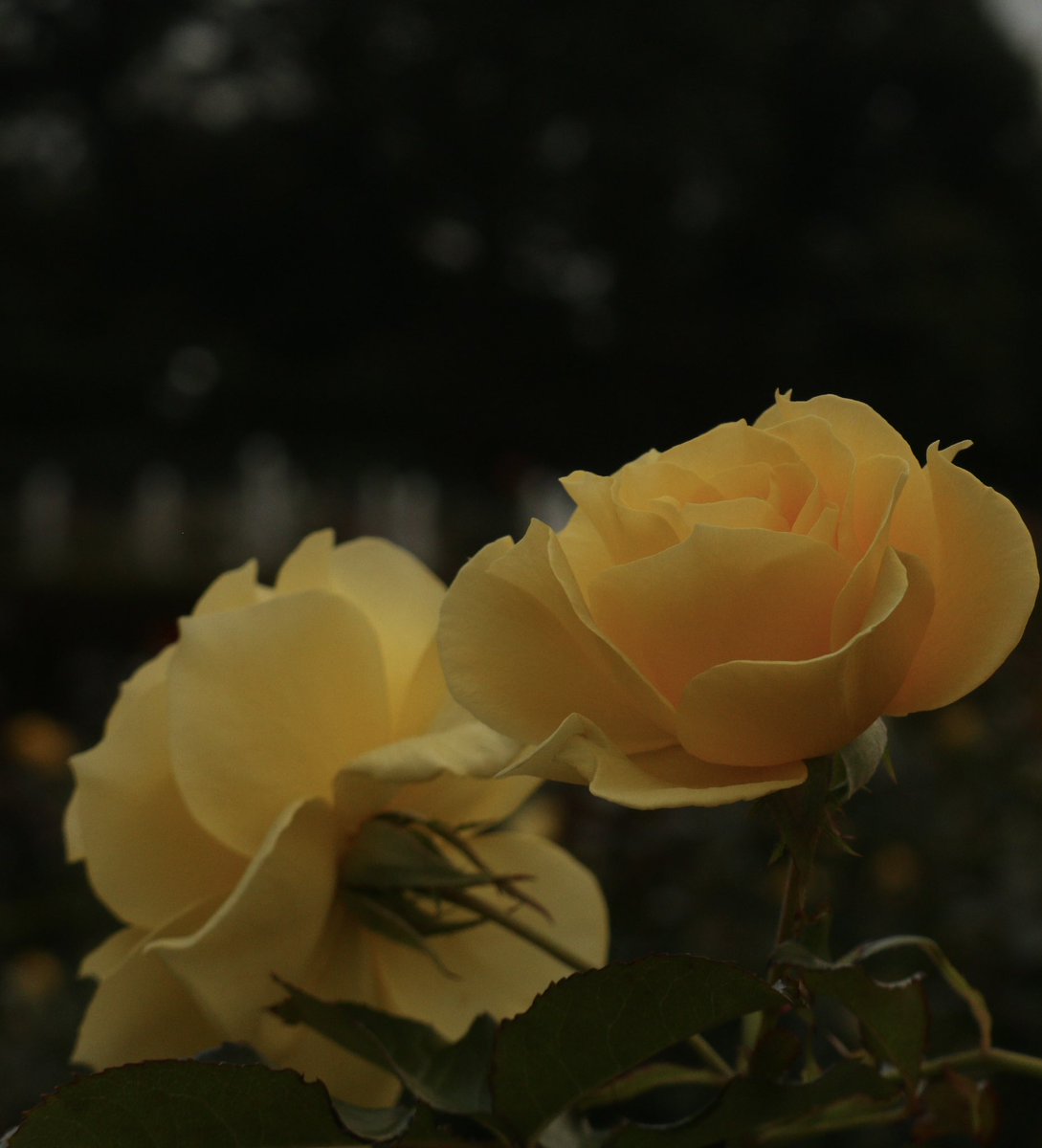 秋バラ

今日撮ってきたやつを2つずつアップしていこうかと。

 #canon #eos70d #ファインダー越しの私の世界 #花