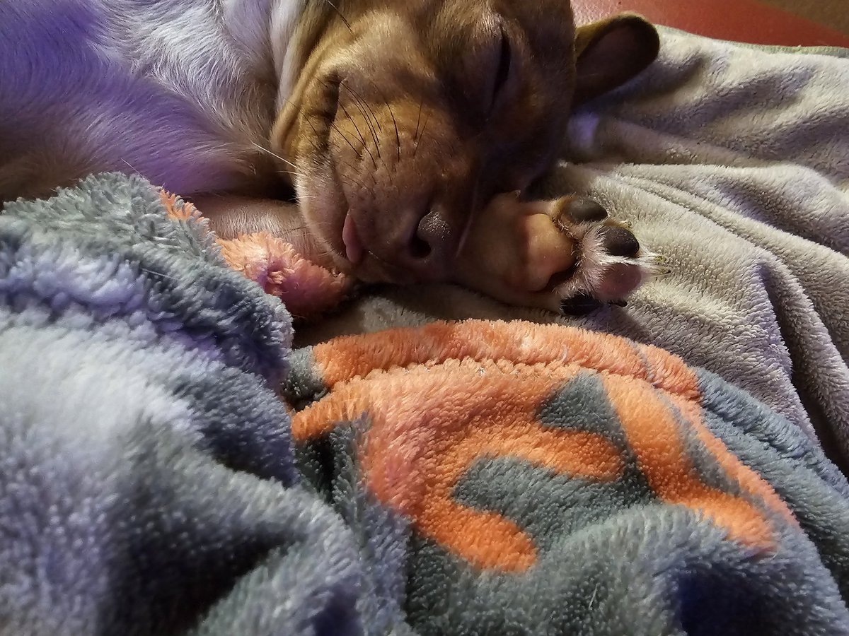 Jennife66156670's tweet image. My baby sleeps with her tongue 👅 out!😆😆