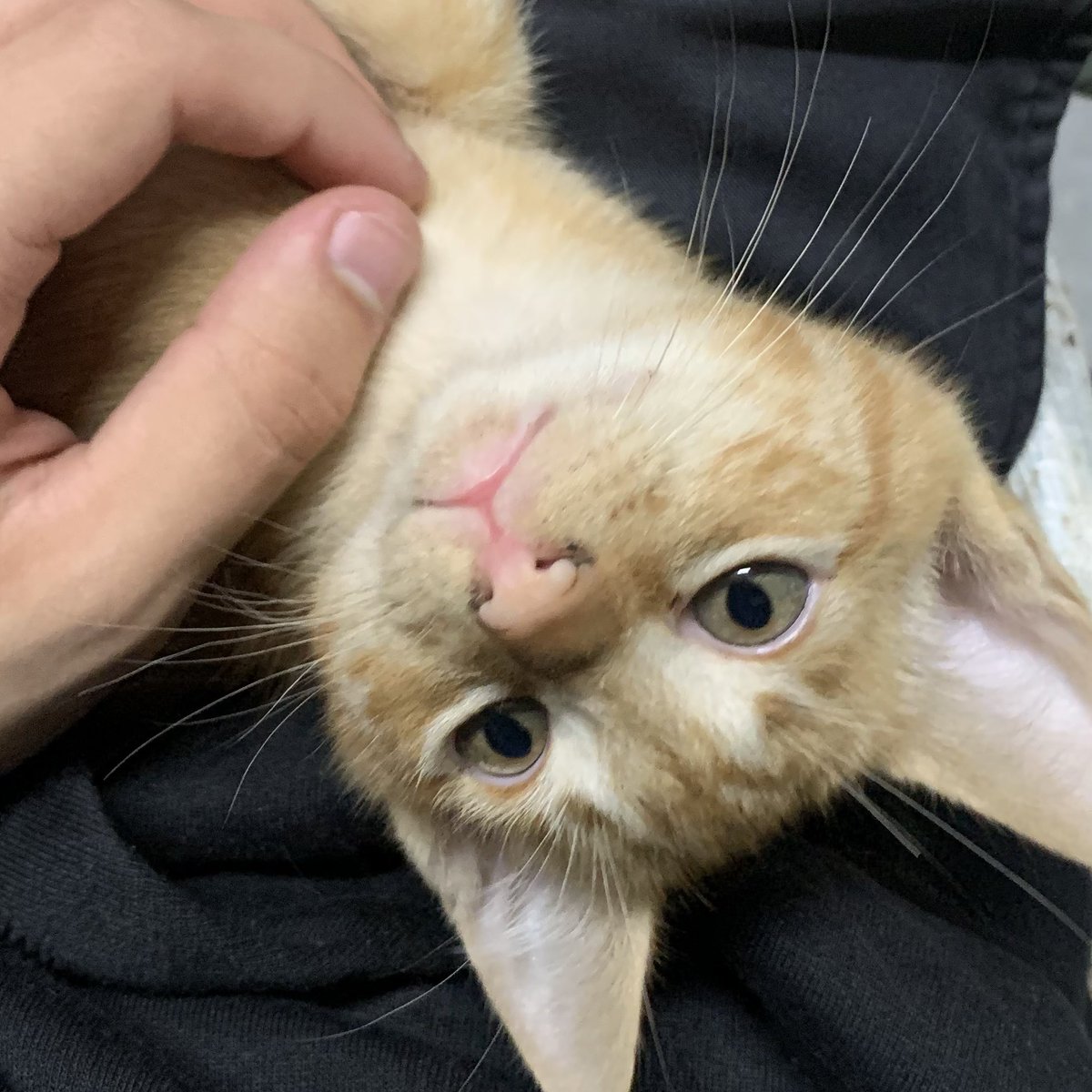 ₃₆₉ tweet media