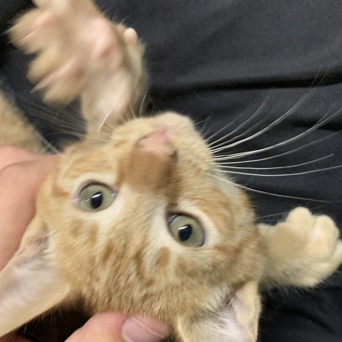 ₃₆₉ tweet media