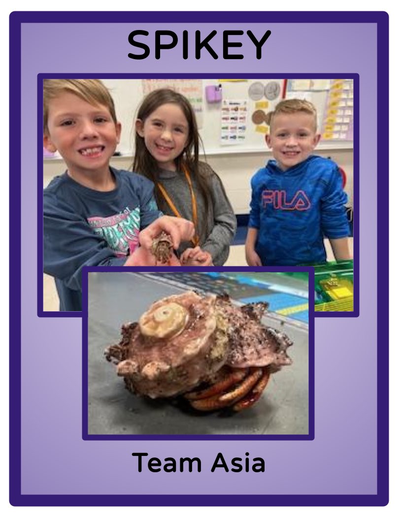 KiserClass's tweet image. Introducing: Spikey
Within the first 5 minutes in his new home, Spikey changed shells right before our eyes! So cool! #MakeTimeForScience #ObservingChange #PBL #STEM #OnceAMiddie