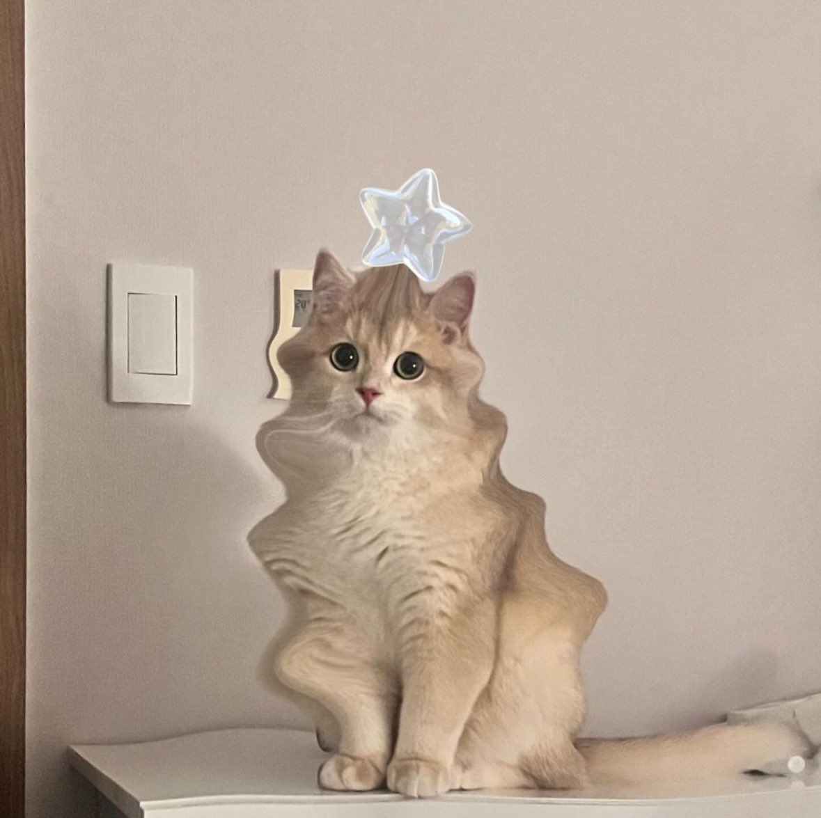 Punch Cat tweet media
