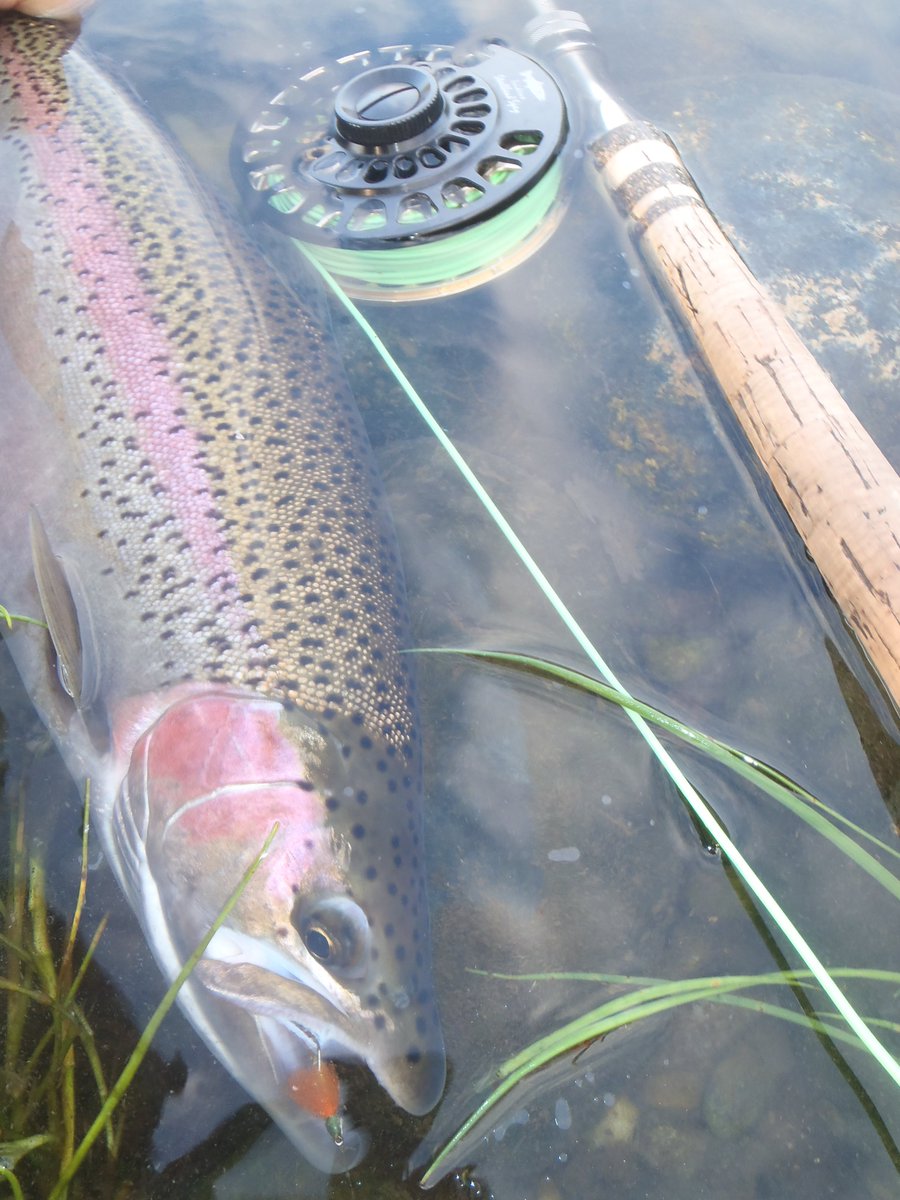 Steelheadflies's tweet photo. Big fish eat little fish. They also eat tiny flies. Steelhead on #14 Irideus GPS Caddis and attractor patterns. Fun Stuff! #steelheadflyfishing #speycasting https://t.co/VJA1AsnjzP