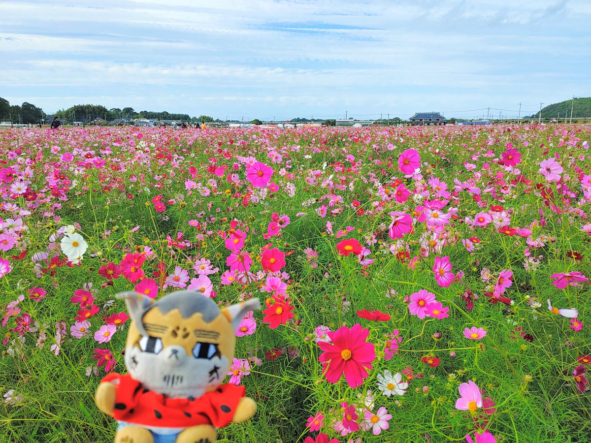 dommy925's tweet photo. 今年はコスモス咲くの遅かったんだって。一回だけでも見られて良かったな😊
#フォゼ尾といっしょ https://t.co/adLr6XrOsY
