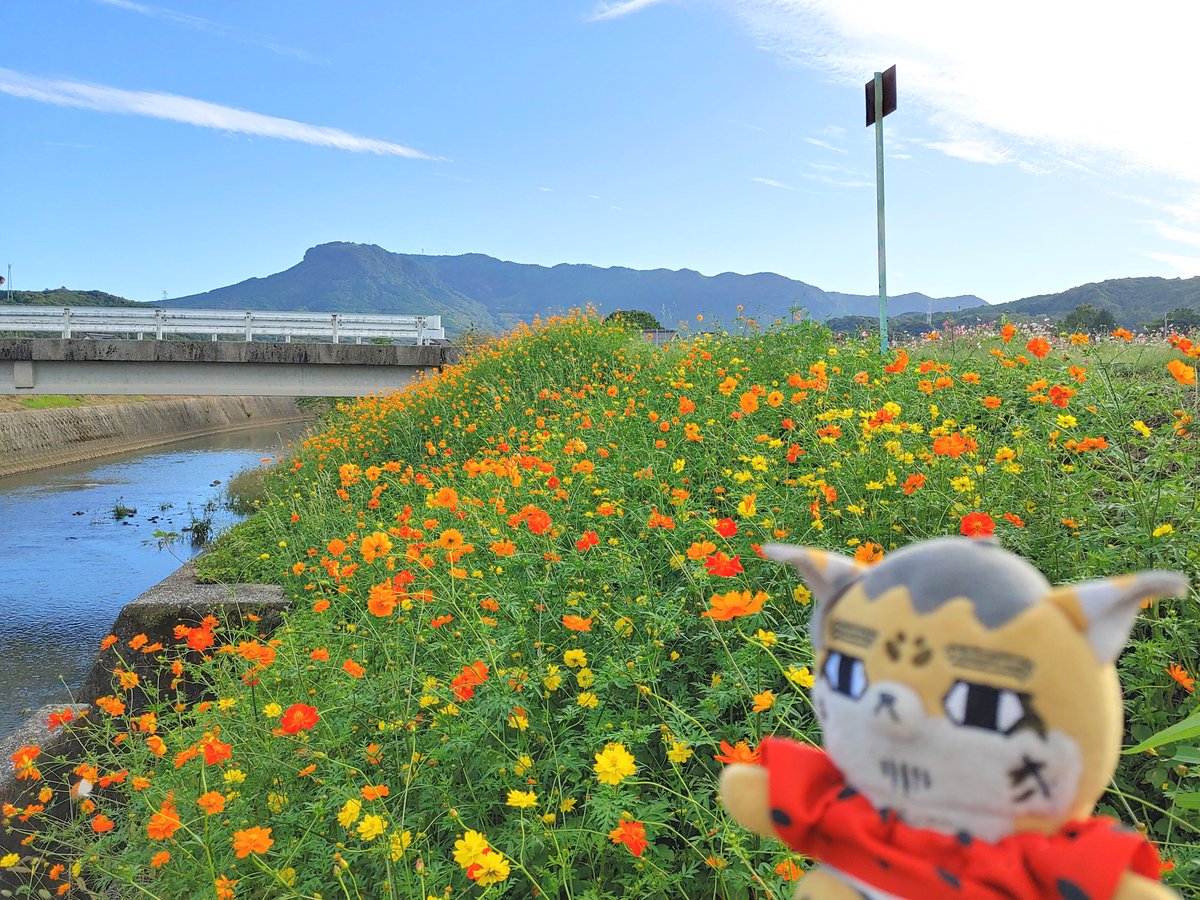 dommy925's tweet photo. 今年はコスモス咲くの遅かったんだって。一回だけでも見られて良かったな😊
#フォゼ尾といっしょ https://t.co/adLr6XrOsY