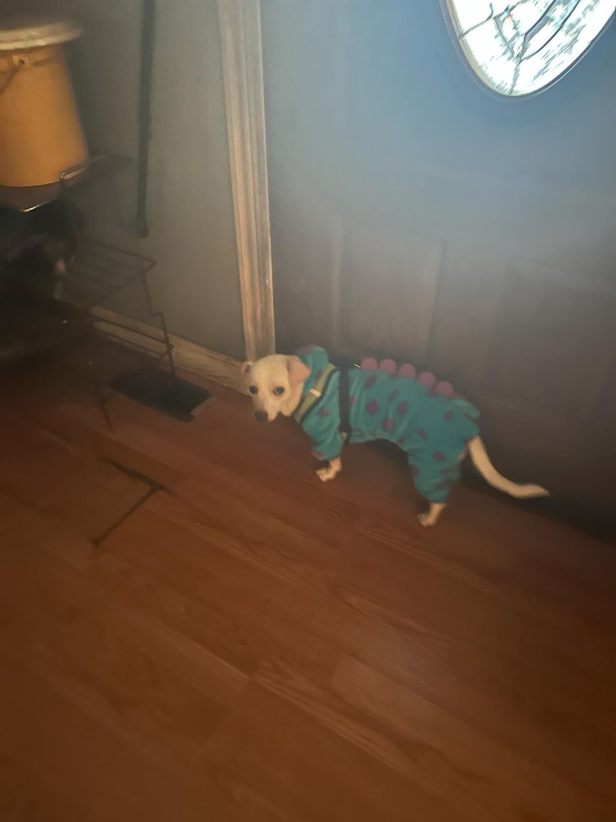 hellsbounding's tweet photo. ♡https://t.co/4GIpmyzQZZ
Hey. This is super important. My dog, my miniature weenie, Vinni is sick. I haven't gotten a job yet due to moving and settling in. It's been 48 hours since my boy has ate or drank. His vet cost is around 200. DM me, I'll send my chime and PayPal. 
+++ https://t.co/S2F9n7nXVy