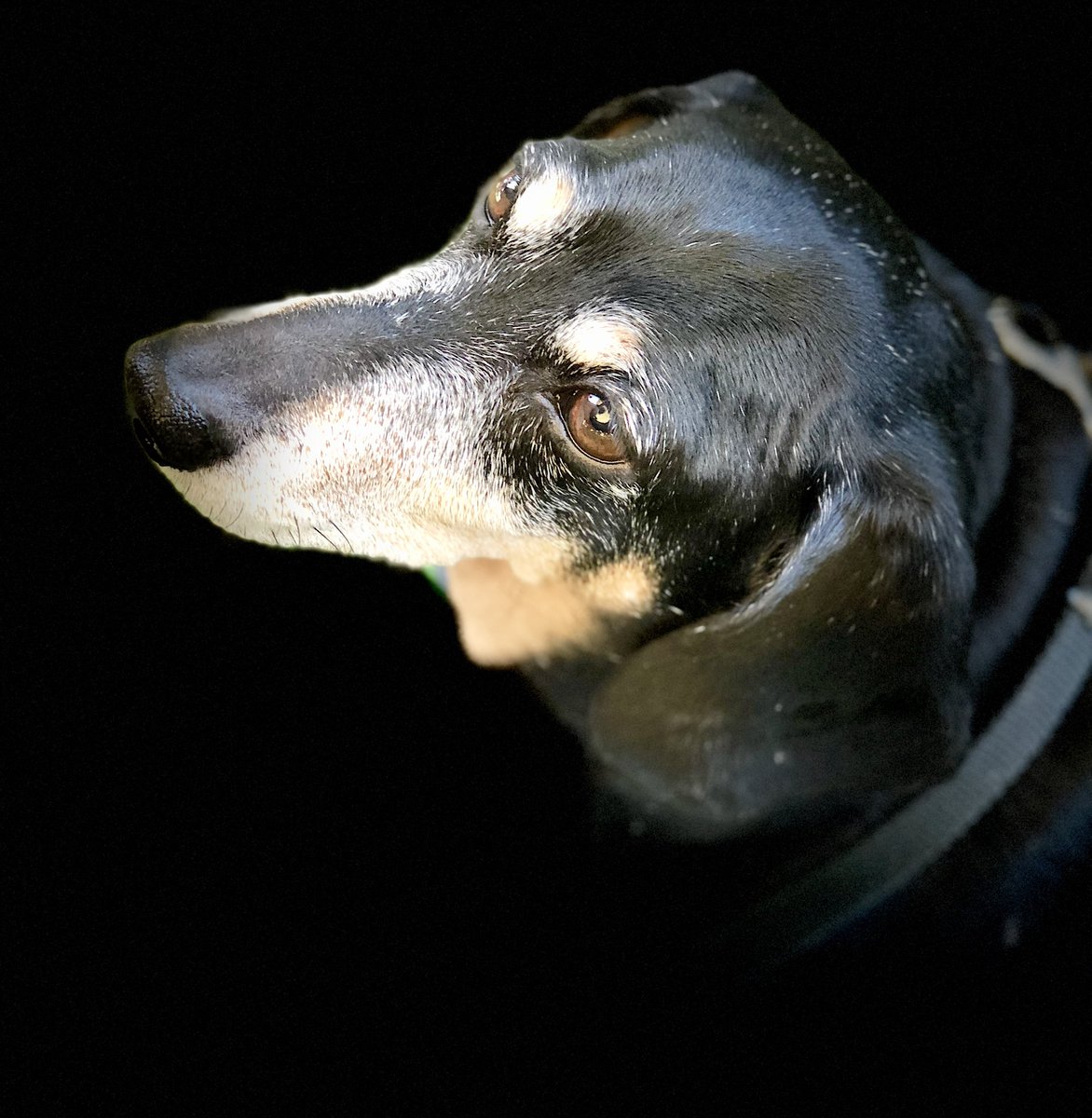 GarrenSusan's tweet photo. @RCederfjard #Puppy #Fogs .#Photography https://t.co/Pilkjgps8E