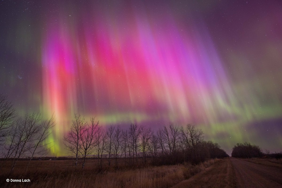 LachDonna's tweet photo. November 8-9, 2024 in SW Manitoba Canada - several substorms, Auroral Dunes, subtle beads and curls, ending the night with brilliant overhead colors at 7 a.m. CDT. @TweetAurora @TamithaSkov https://t.co/GxwYXcmslb