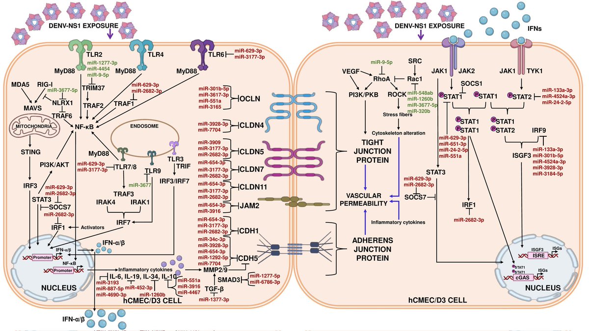 DrSunitKSingh's tweet photo. Congratulations to my PhD scholar Apoorva for her latest publication titled "Dengue Virus NS1 hits hard at the barrier integrity of human cerebral microvascular endothelial cells via cellular microRNA dysregulations" in "Tissue Barriers" https://t.co/oU0nDRzCr2 https://t.co/x07U3J7q7h