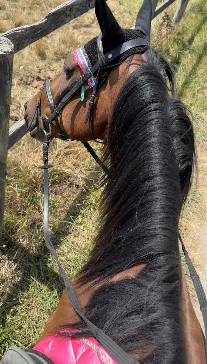 Keep looking for ways to control the horse. You have to trust it and control it at the same time. It can feel the tension and fear most directly. It was not until we went down the mountain that the little raccoon and I reached some tacit understanding. Thank you dear for