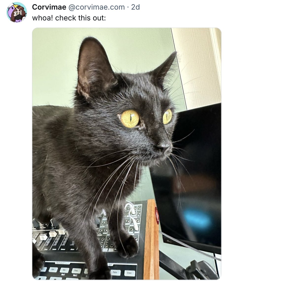 follow @corvimae.com on the other site tweet media