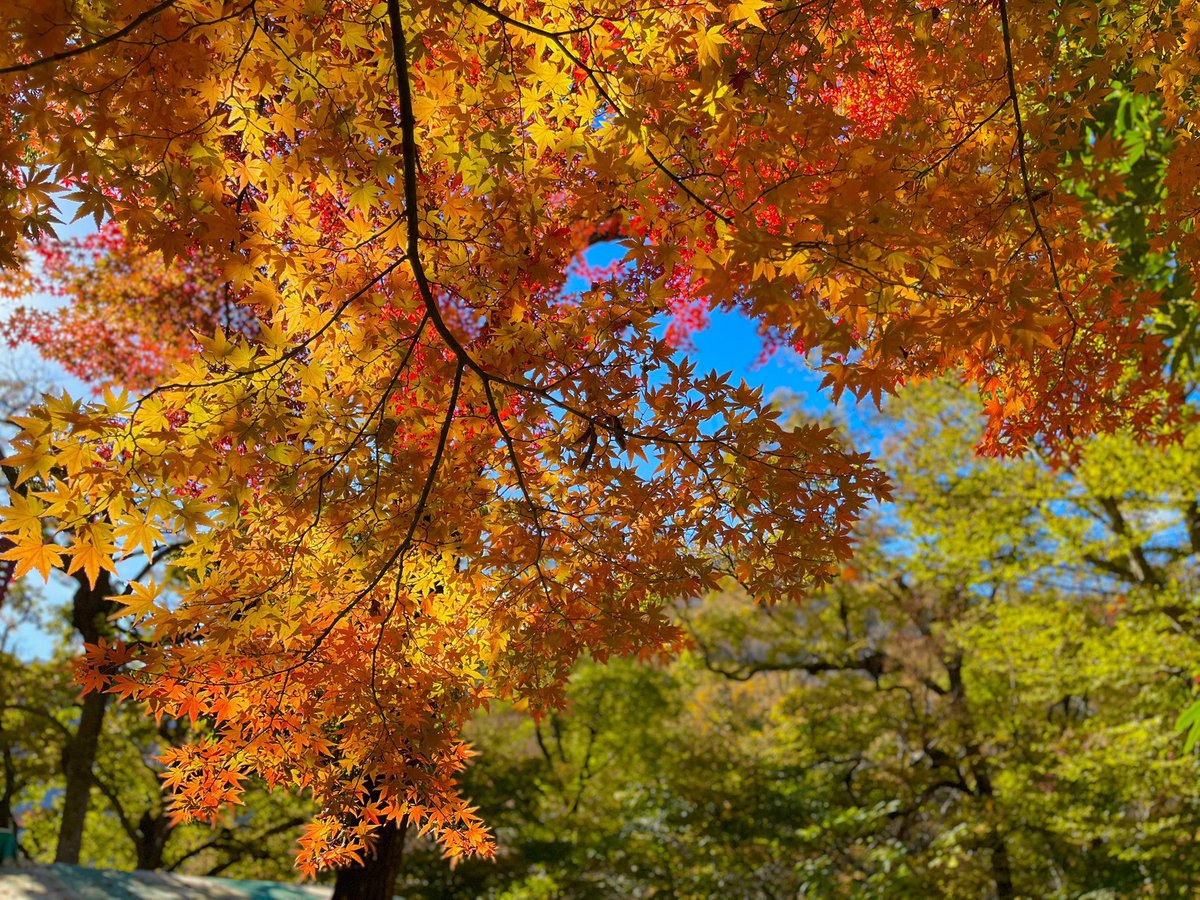 ny941215's tweet photo. 단풍 구경 가야되는뎁….
언제 누구랑 같이 가징 🍁
몇일 안남아따아아아
#헬스타그램 #일탈 #섹스타그램 #운동하는남자 https://t.co/miD395wc8v