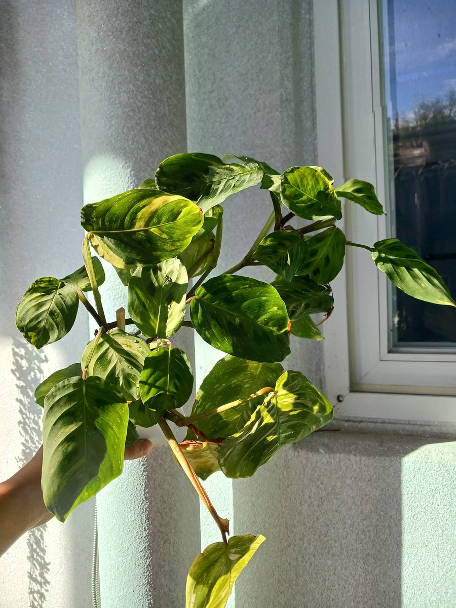 추가로 식물분양 더 해봅니다!

💚 택배비 기본 4,000원
(많이 사셔서 택배비가 초과하면 초과금액은 제가 부담합니다😉)
💚 택배는 다음주 중으로 발송합니다.
💚 필로덴드론&amp;알로카시아는 응애흔적이 있을 수 있습니다. 약을 쳐서 보내드립니다.
💚 구매문의는 멘션주세요.(디엠은 알람이 안와요😭)