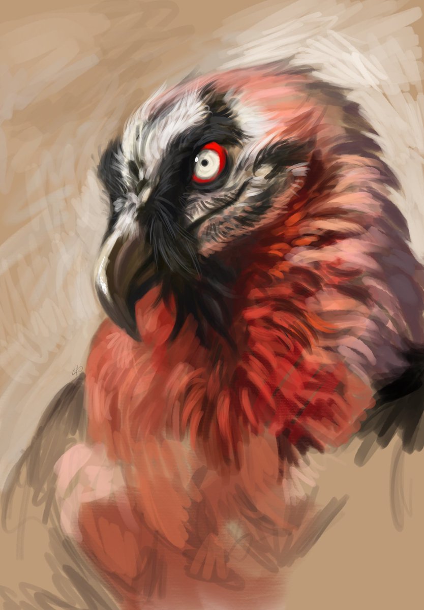 c_adorno99's tweet photo. quick vulture study https://t.co/cHISmftx2P