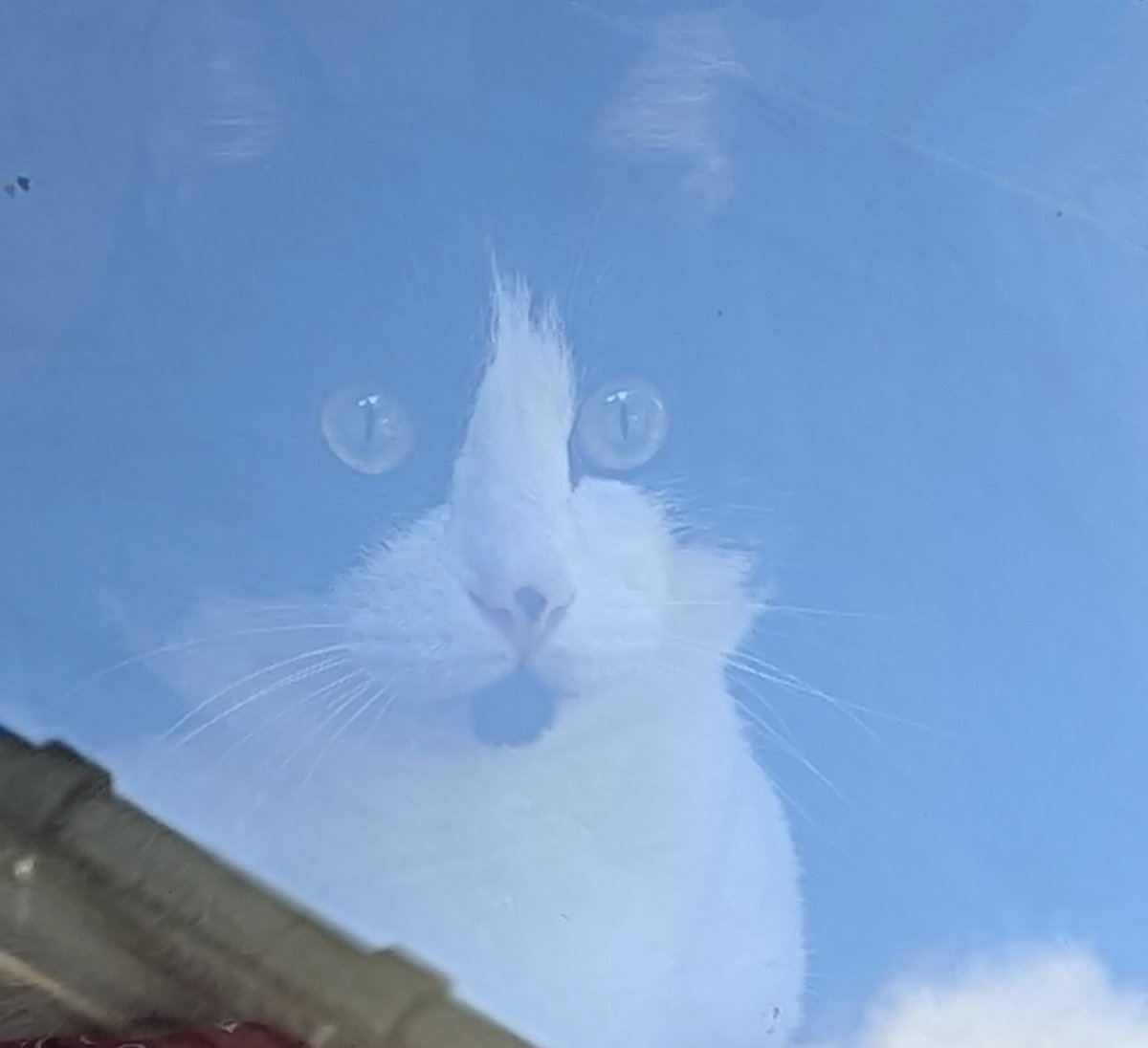 daiyamasan's tweet photo. 外から写真撮ったら、お空から見守る猫様みたいになってしまった😂
#猫好��さんと繋がりたい https://t.co/at87FVn9R0