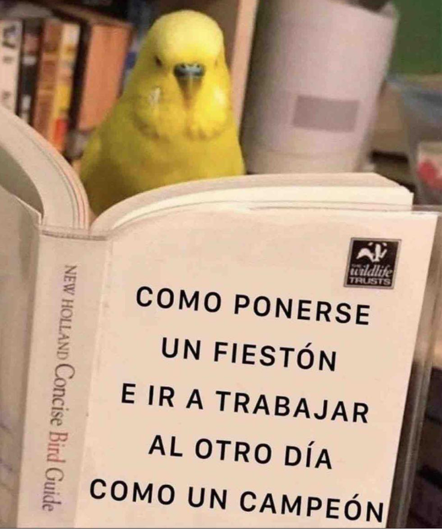 El Guarromántico tweet media